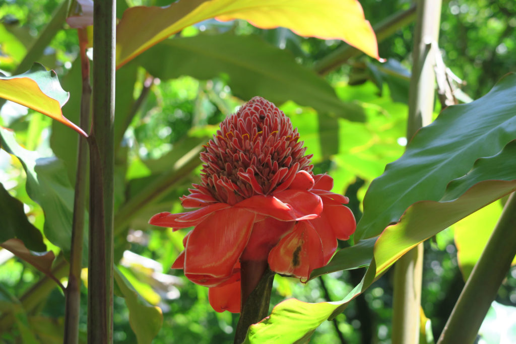 Blume