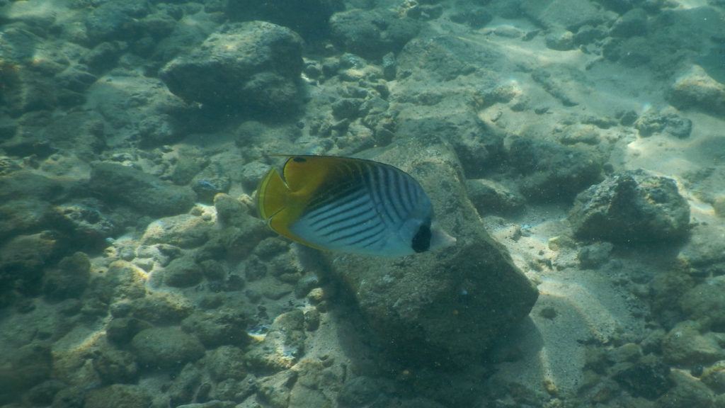 Snorkeling