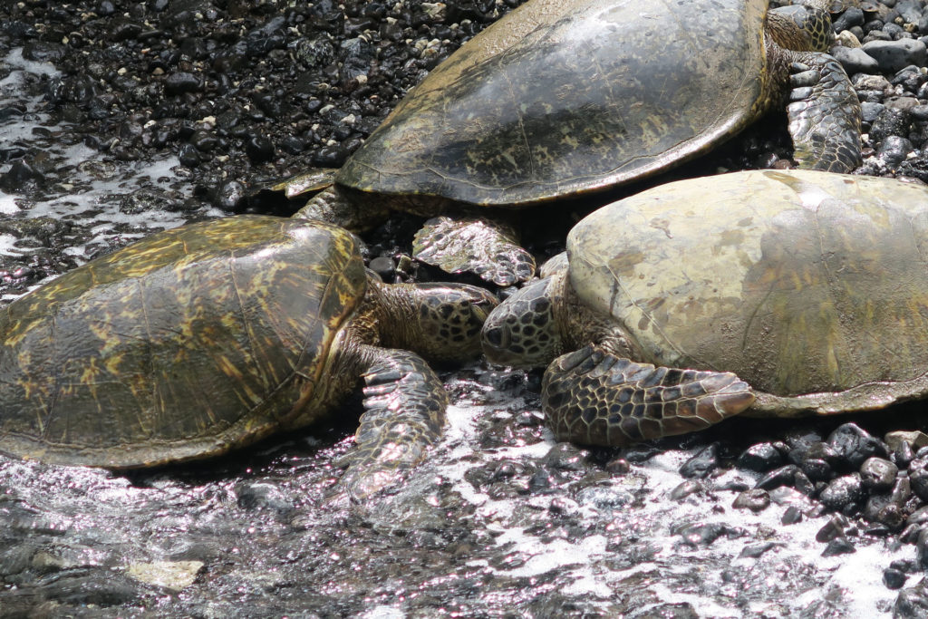 Turtles