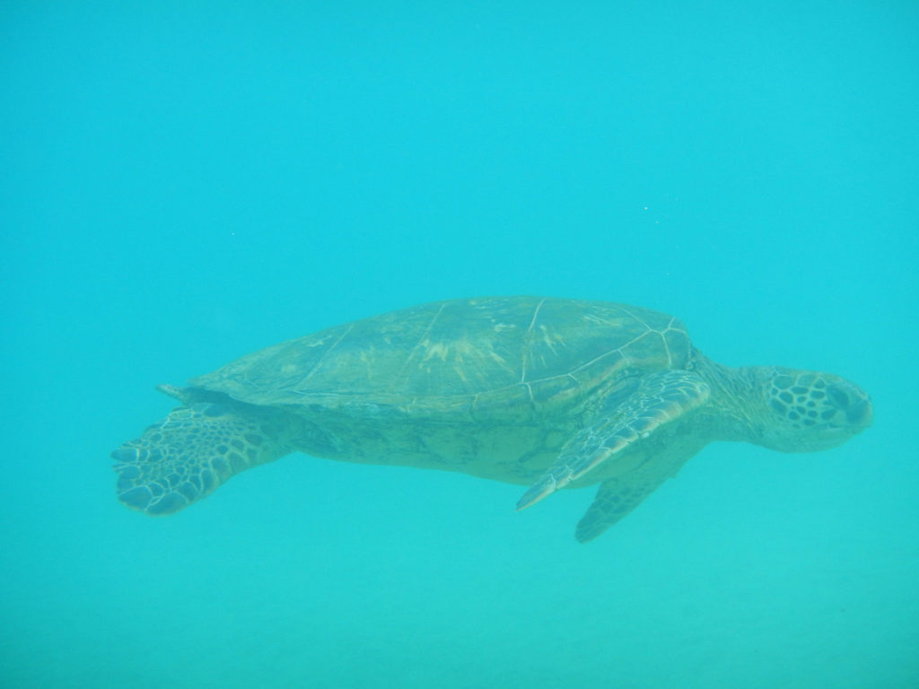 Turtles_swimming